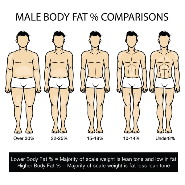 Illustration showing body fat and lean muscle composition