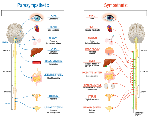 Sympathetic-parasympathetic-nervous-systems